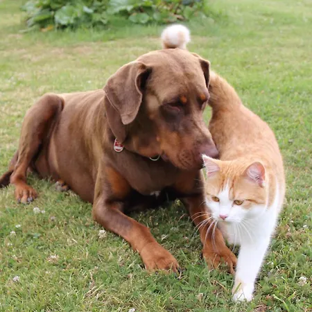 Appartamento Koitscheblick