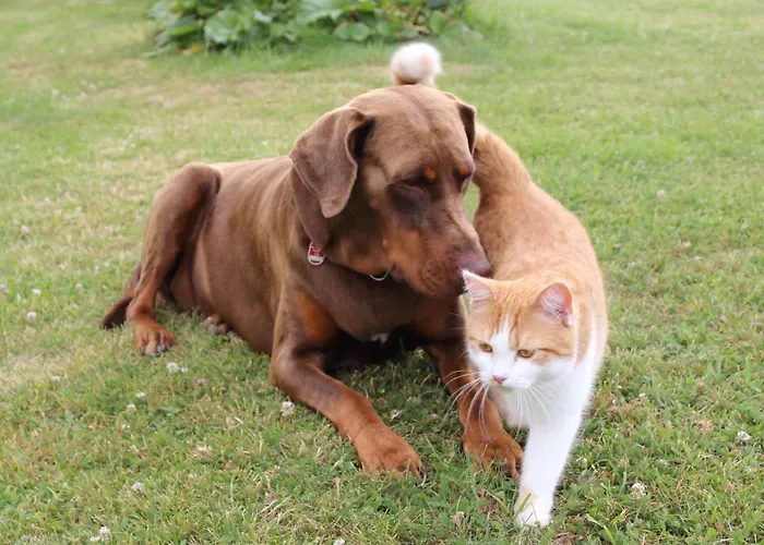 Appartement Koitscheblick